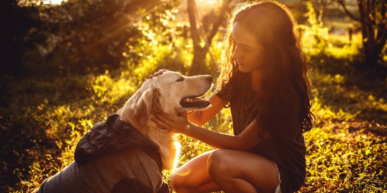 How to Teach Your Dog to Stay