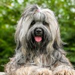 Hypoallergenic Dog Breeds