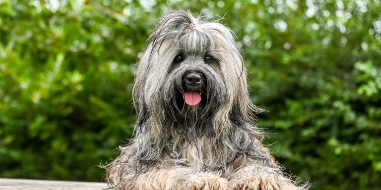 Hypoallergenic Dog Breeds
