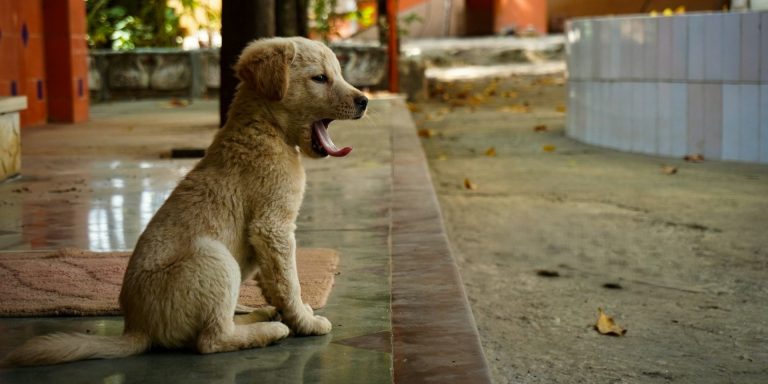 Kennel Cough in Dogs Symptoms