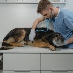 Kidney Disease And Renal Failure in Dogs