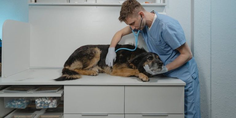 Kidney Disease And Renal Failure in Dogs