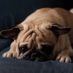 Low Energy Dogs Breeds