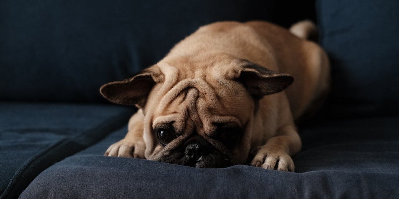 Low Energy Dogs Breeds