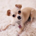 Low Maintenance Dogs