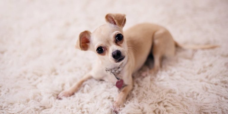 Low Maintenance Dogs