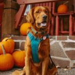 Mashed Pumpkin for Dogs