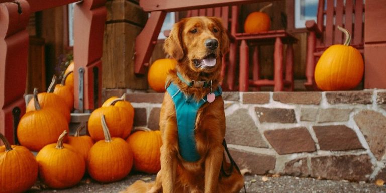Mashed Pumpkin for Dogs