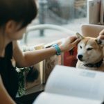 Things to Know before Getting a Dog