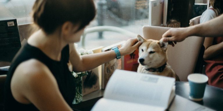 Things to Know before Getting a Dog