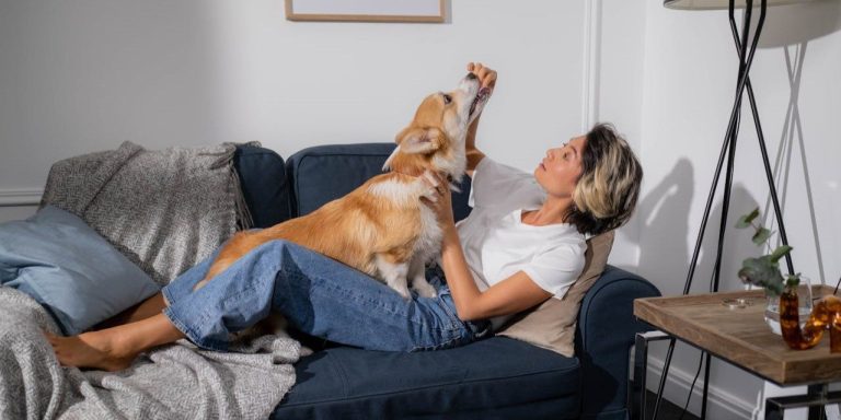 Tips for Training Your Dog Using Rewards