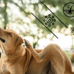 Treatment for Ringworm in Dogs