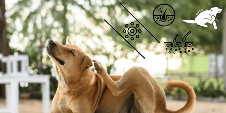 Treatment for Ringworm in Dogs