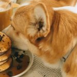 What To Do If Your Dog Eats Chocolate