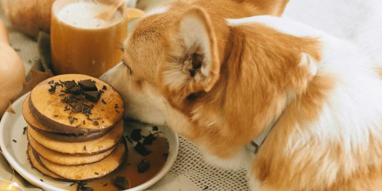 What To Do If Your Dog Eats Chocolate