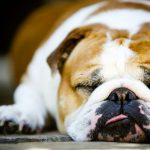 How Many Hours a Day Do Dogs Sleep
