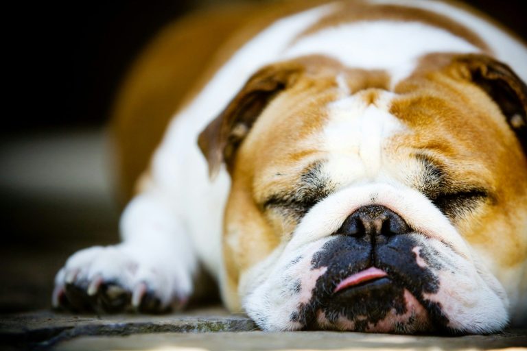 How Many Hours a Day Do Dogs Sleep