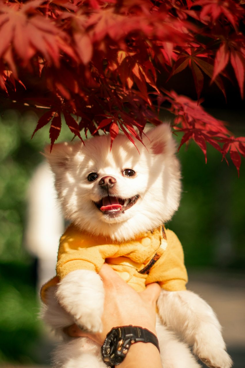 mojor-zhu-aY06jtFmLRg-unsplash