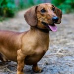 Natural Muscle Relaxer for Dogs
