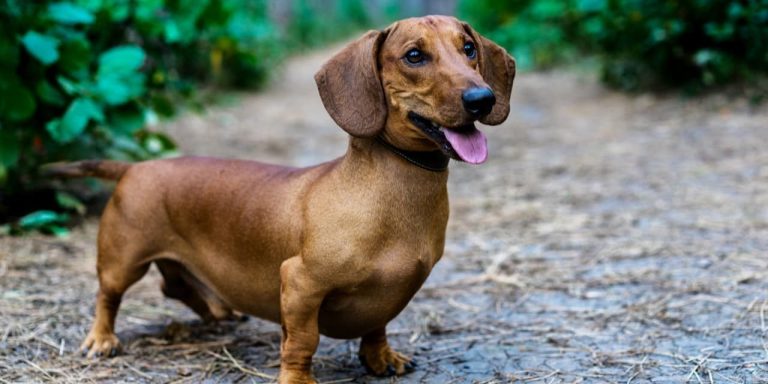 Natural Muscle Relaxer for Dogs