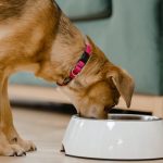 Can Dogs Eat Chicken Hearts