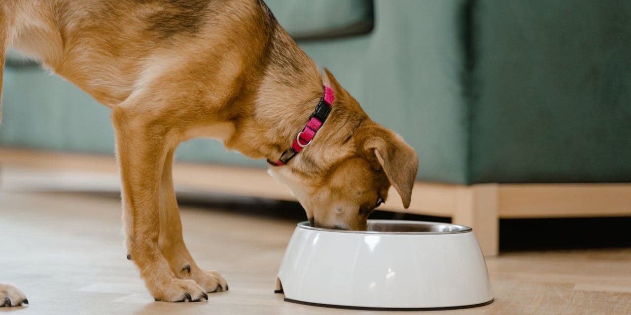 Can Dogs Eat Chicken Hearts