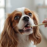 Cleaning Your Cavalier's Teeth