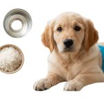 Dog Diarrhea Remedies