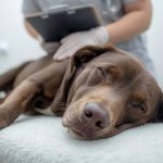 Spay or Neuter Surgery