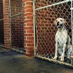 Choosing a Boarding Kennel: Ultimate Guide for Pet Owners