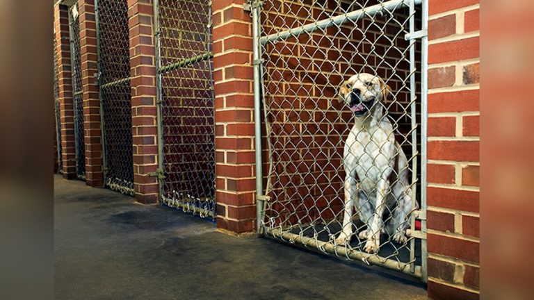 Choosing a Boarding Kennel: Ultimate Guide for Pet Owners