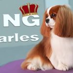 Grooming Cavalier King Charles