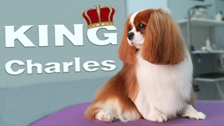 Grooming Cavalier King Charles