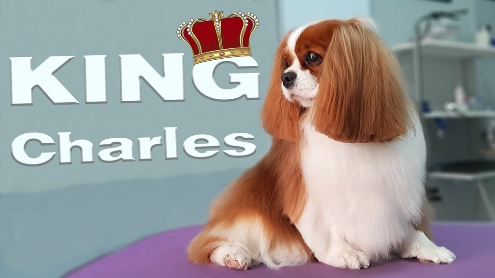 Grooming Cavalier King Charles