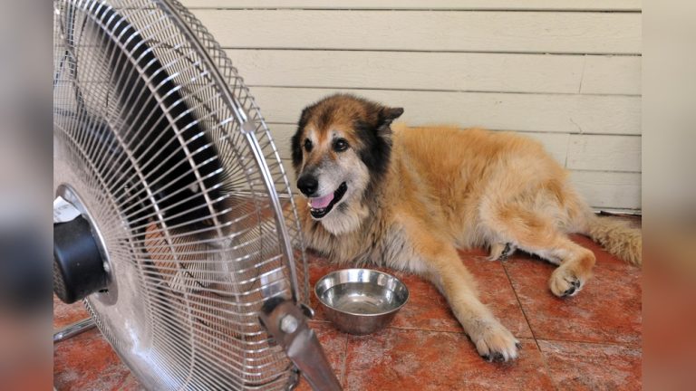 Heat Stroke in Dogs: Warning Signs & How to Save Your Pet