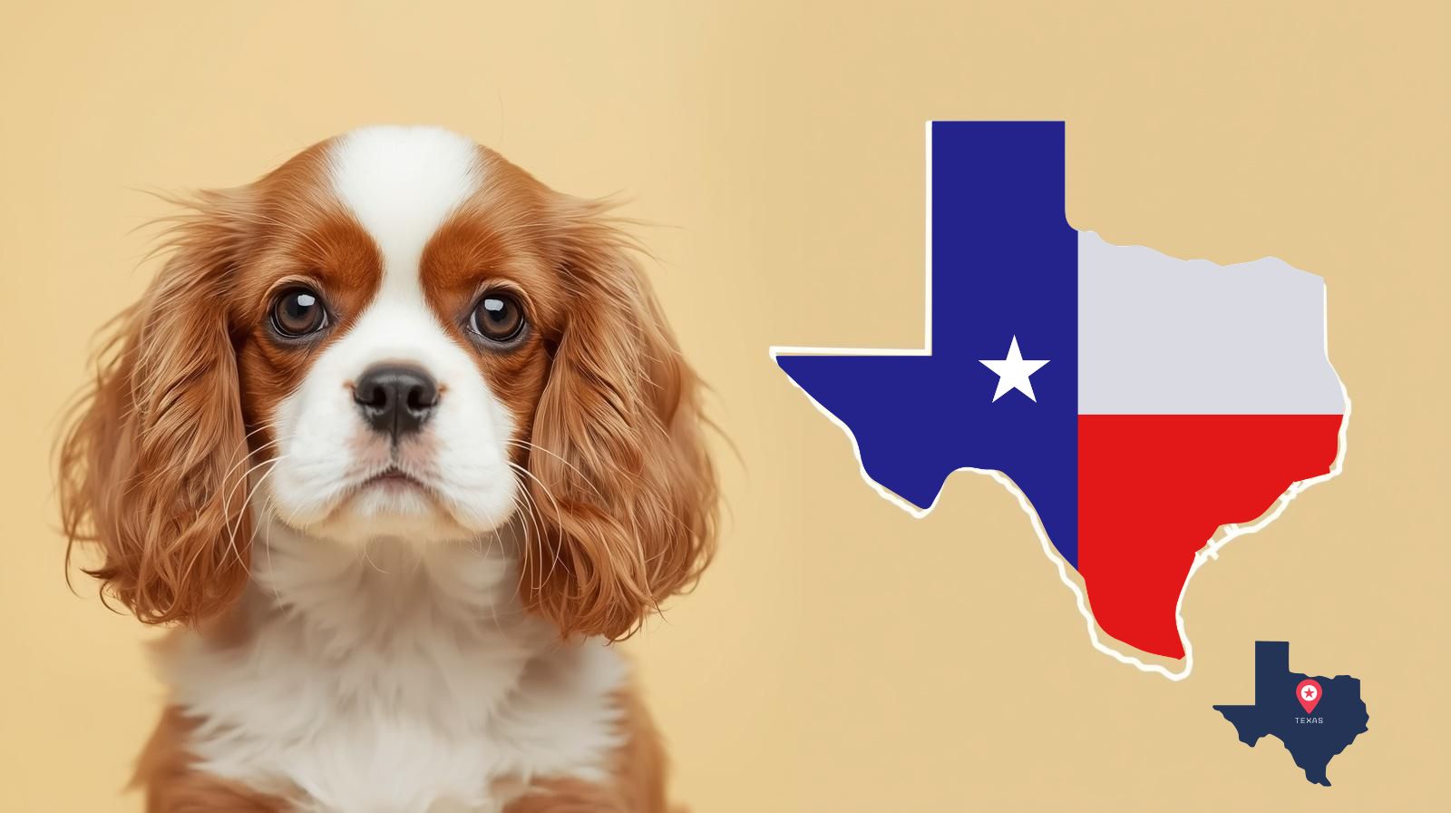Cavalier King Charles Spaniel Breeders In Texas