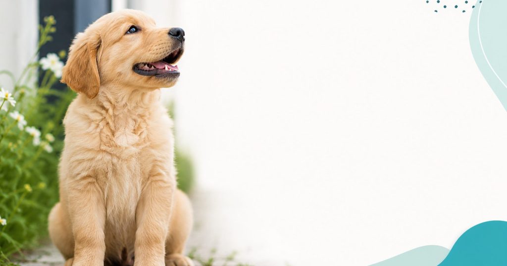 Dog Name Generator