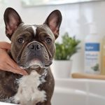 Best Antifungal Antibacterial Dog Shampoo