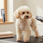 Best At Home Dog Clippers