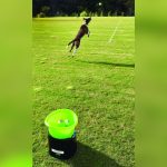 Best Ball Thrower For Dogs